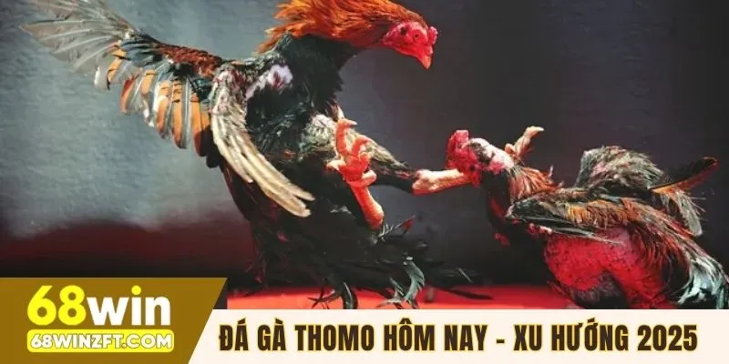 Đá Gà Thomo Hôm Nay