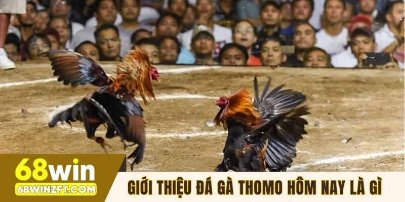 Giới thiệu đá gà Thomo hôm nay là gì đến mọi người