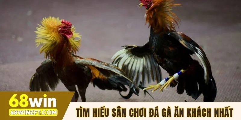 Tìm hiểu sân chơi đá gà ăn khách nhất